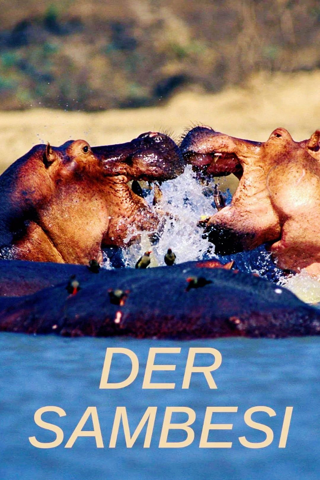 Der Sambesi