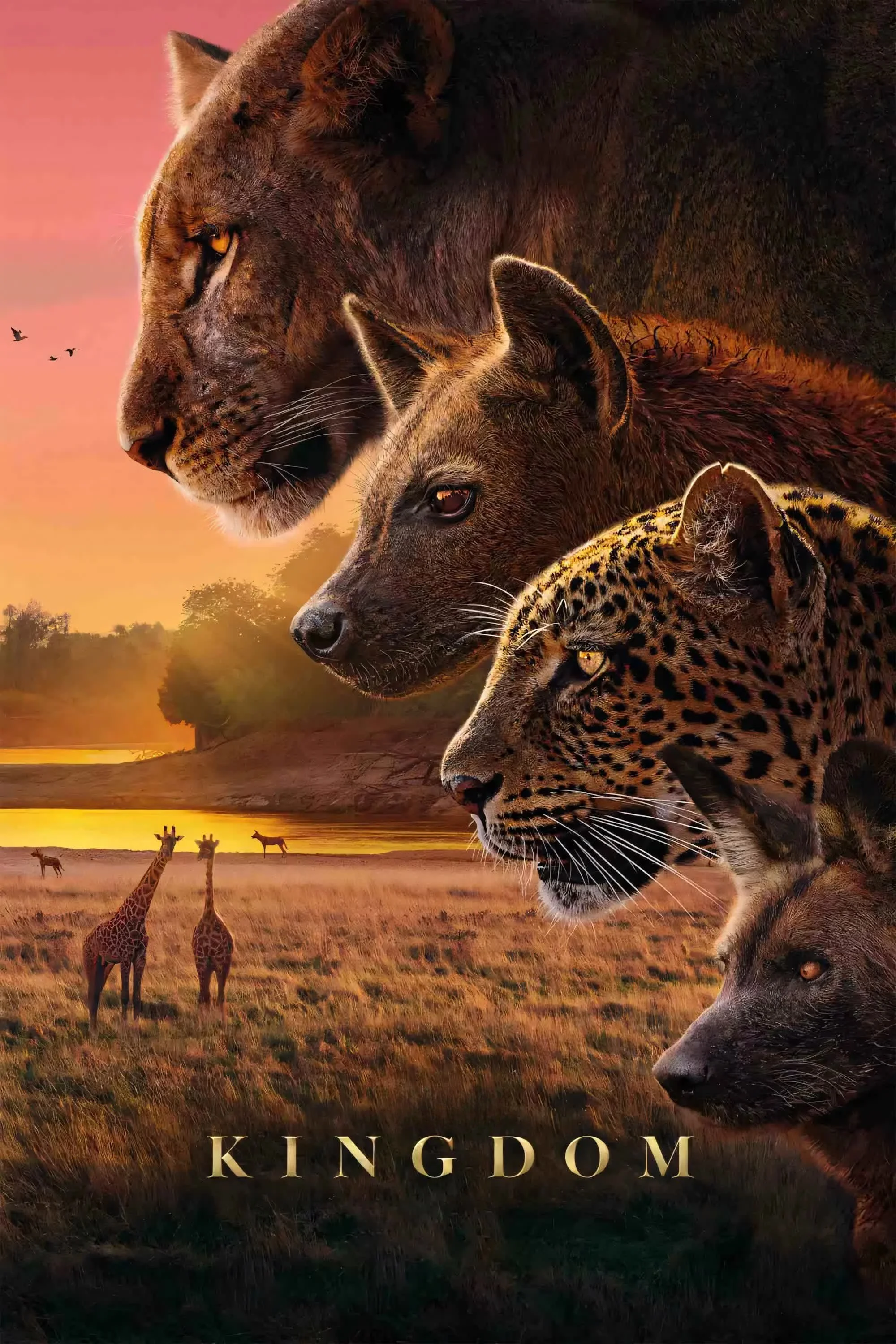 Kingdom
