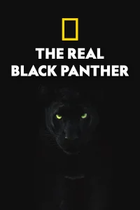 La Verdadera Pantera Negra