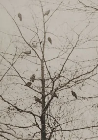 پرنده‌خانه