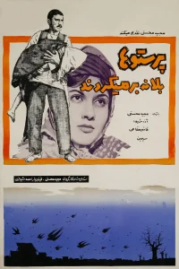 پرستوها به لانه برمی‌گردند