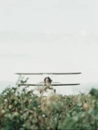 پنبه