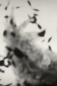 مرغ سیاه و قهوه‌ای، مرغ سیاه و سفید، مرغ قرمز، سفید یا پوت پوت