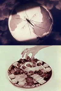 بال پرچم لوتوس