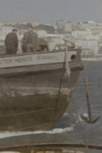 ترافیک و استیوا