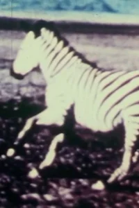 مبارزه گوشت