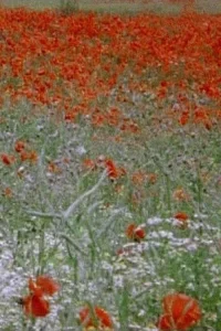 هیشه روزا، نُت گیاهی