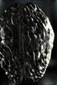 منظف الرؤوس