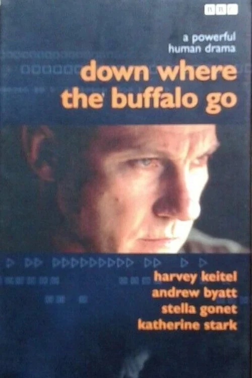کجا گوشت گاو buffalo می رود