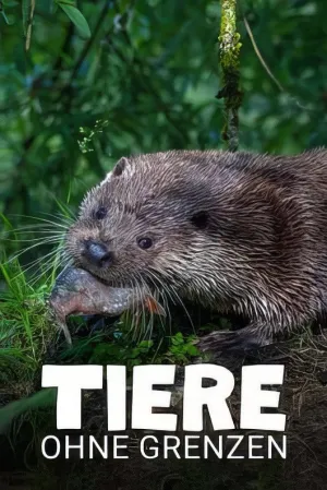 Animaux sans frontières