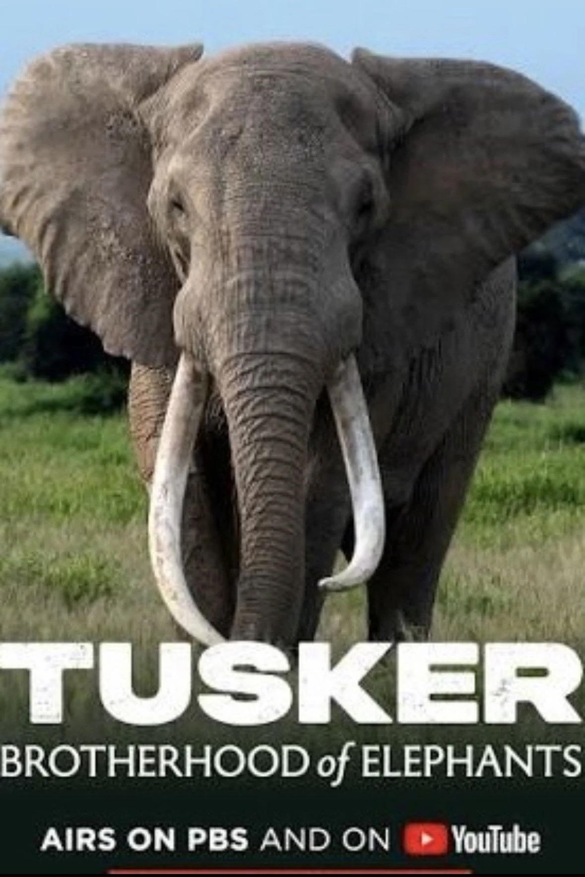 Tusker: برادران فیل ها