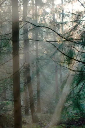 سکوت