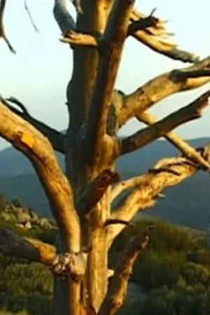نامه به یوهان ون در کیوکن
