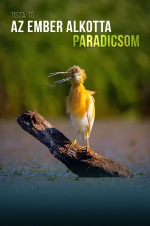 Watch and download A Man-Made Paradise online (2023)