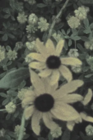 مه بر فراز کوه