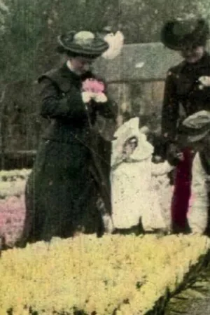 Watch and download Flower Fields of Haarlem online (1909)