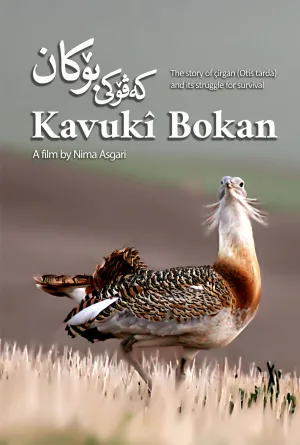 Watch and download Kavukî Bokan online (2024)