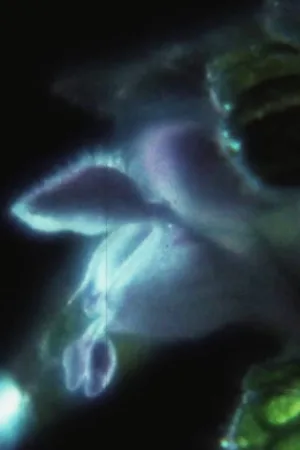 سنگ بزرگ و شب کوچک