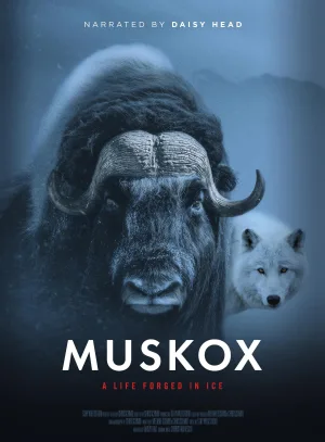 Muskox
