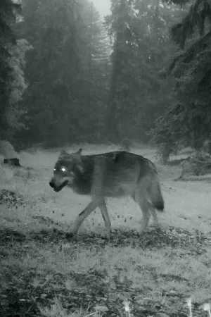 Watch and download Le dernier loup online (2026)