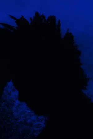 فرشتهٔ شب