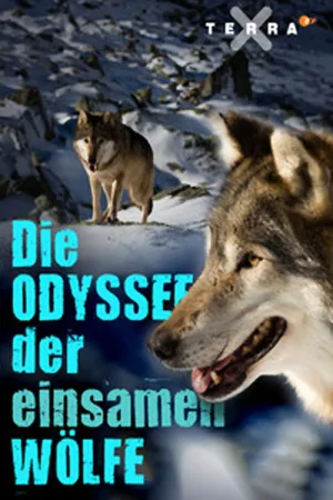دای Odyssee der einsamen Wölfe