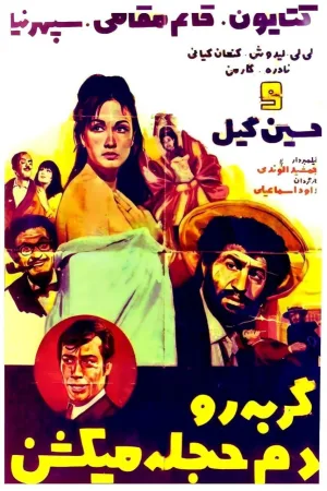 گربه را دم حجله می‌کشند