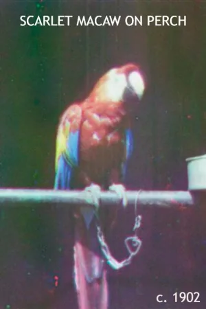 Watch and download Scarlet Macaw on Perch online (1902)