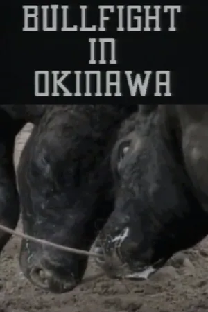 Bullfight in Okinawa