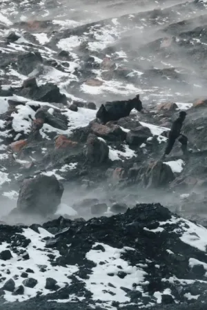 Watch and download Afghan Coal online (2018)