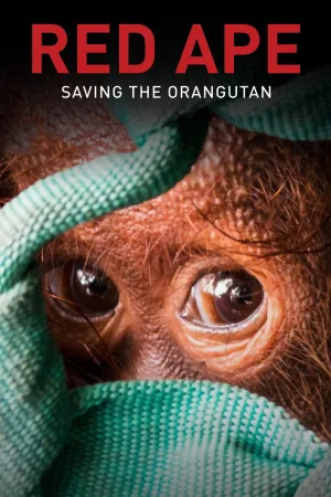 میمون قرمز: نجات Orangutan