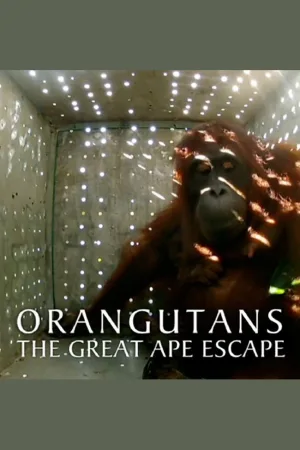 فرار بزرگ شبانگاهان Orangutans