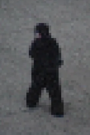 Gorilla Gorilla