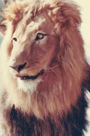 زامبا