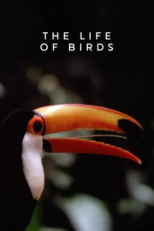 Watch and download The Life of Birds online (1998)