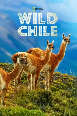 گل‌چی Chile