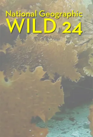 Watch and download Wild 24 online (2015)