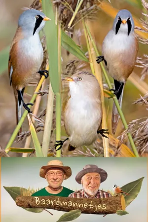 پسران بابا خرگوشی