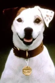 Soccer the Dog