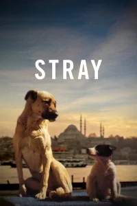 Stray - Poster