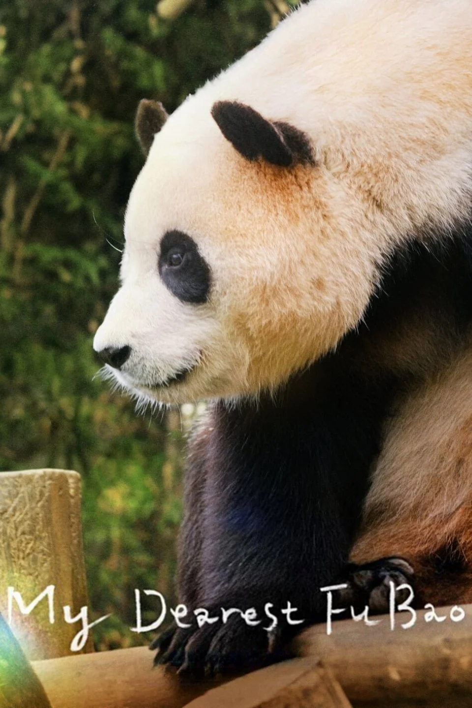 عزیزترین فو باو