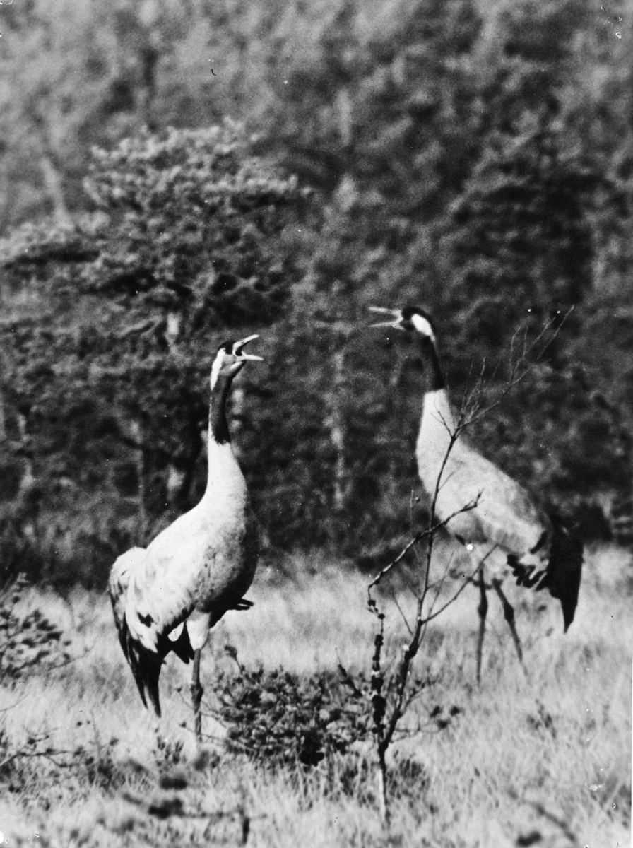 در پناه طبیعت