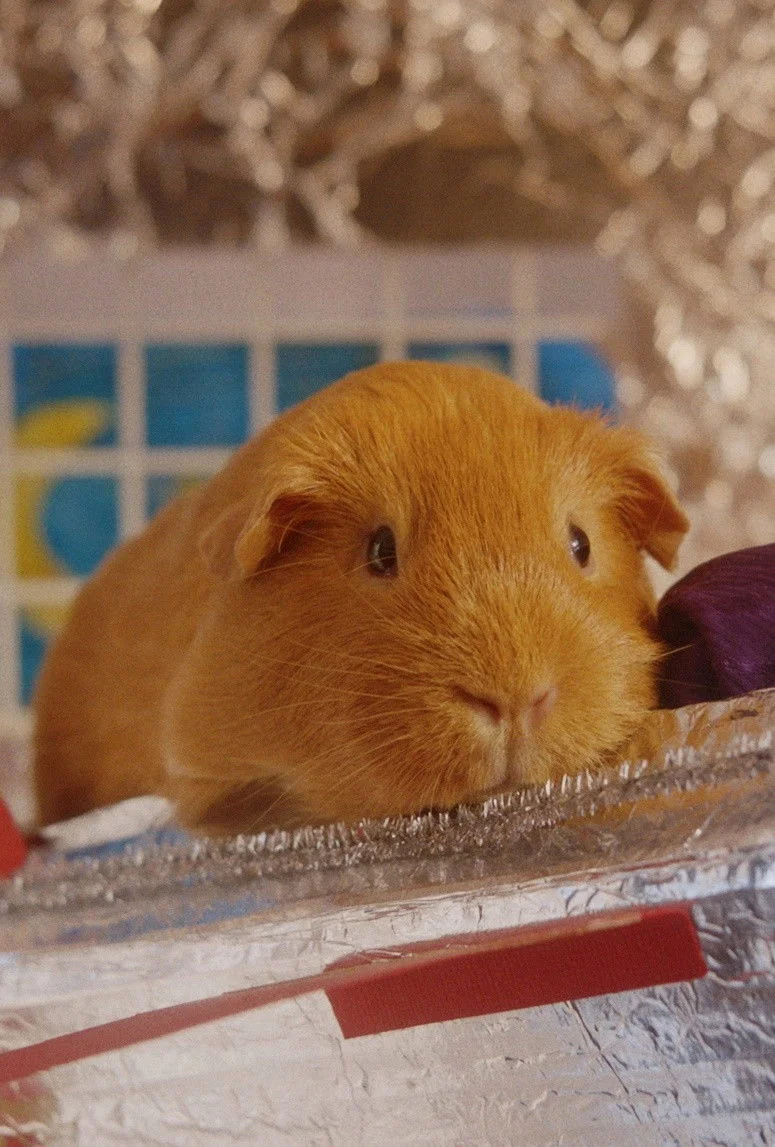 شربرت روزنکرانتز، تو زیبا هستی