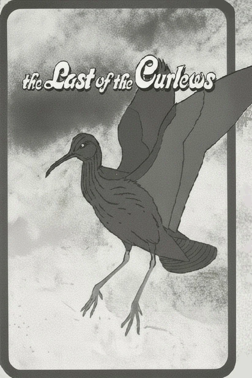 The Last of the Curlews