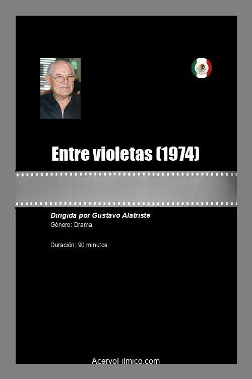 بین بنفشه‌ها