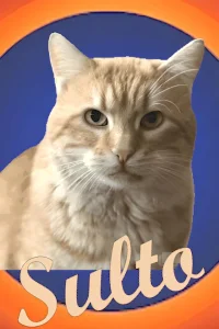 سلطو - Poster