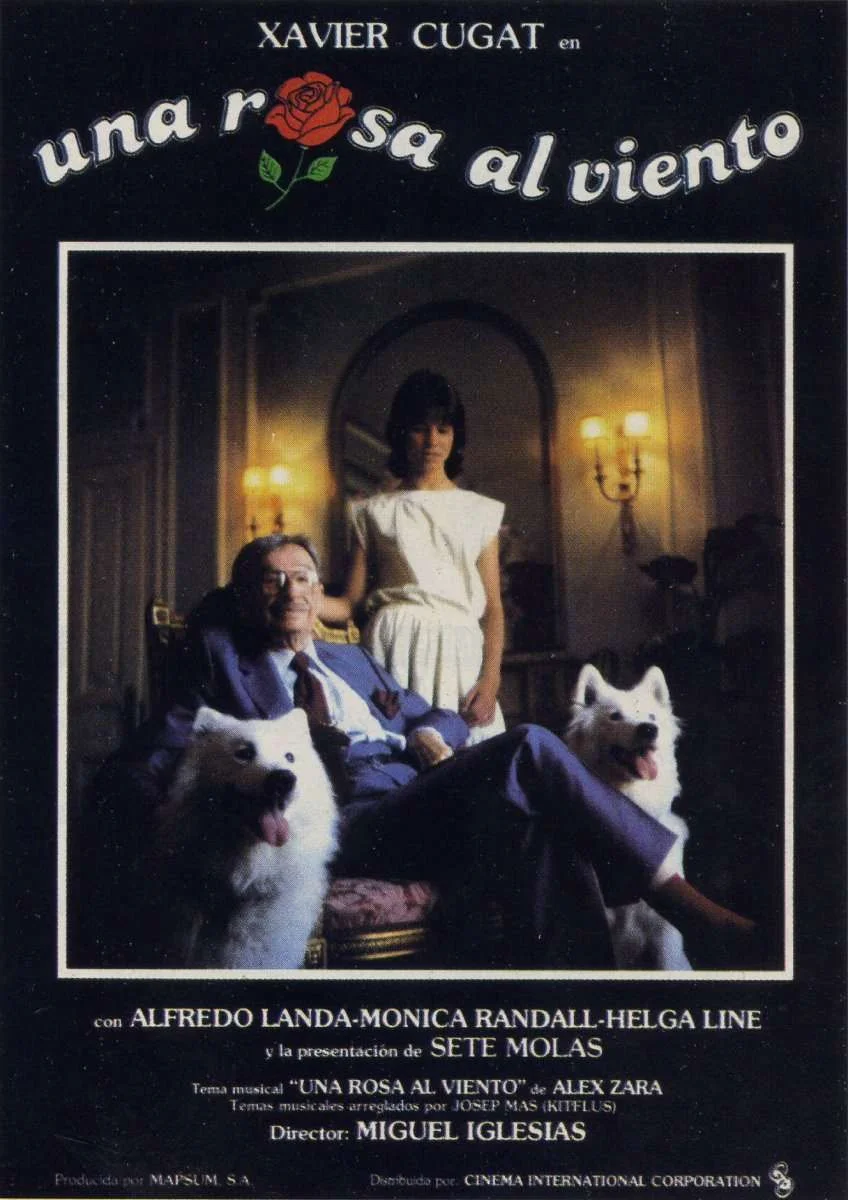 گل رز در باد